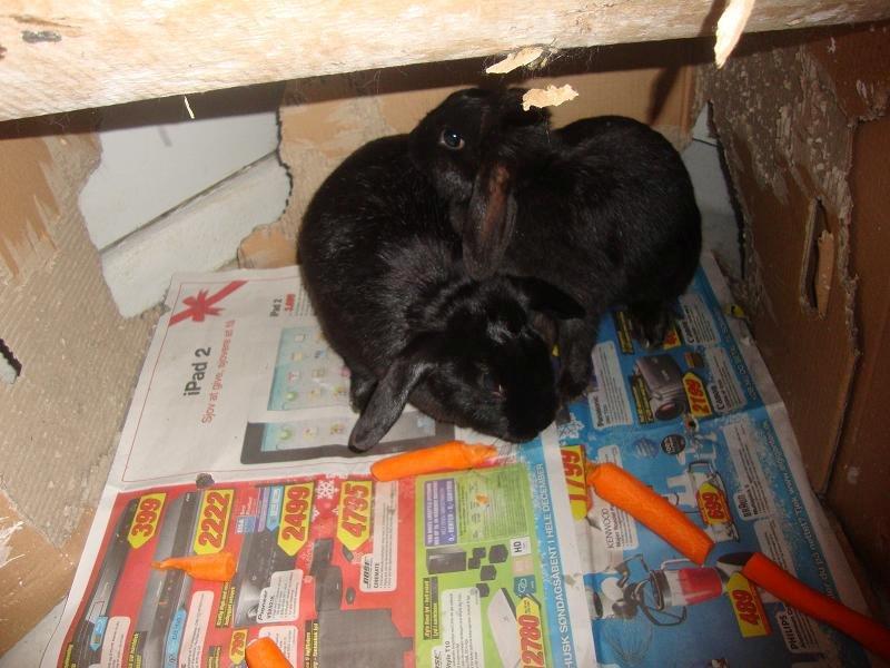 Kanin Angel R.I.P billede 8