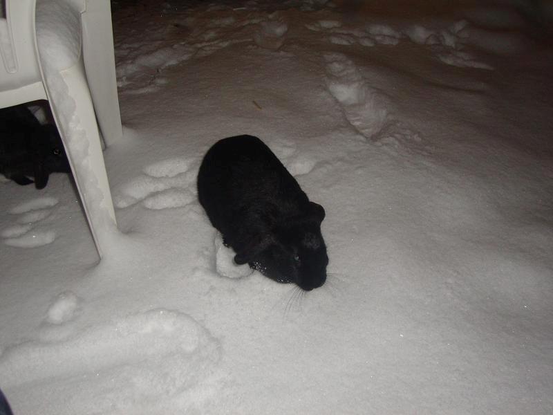 Kanin Angel R.I.P billede 7