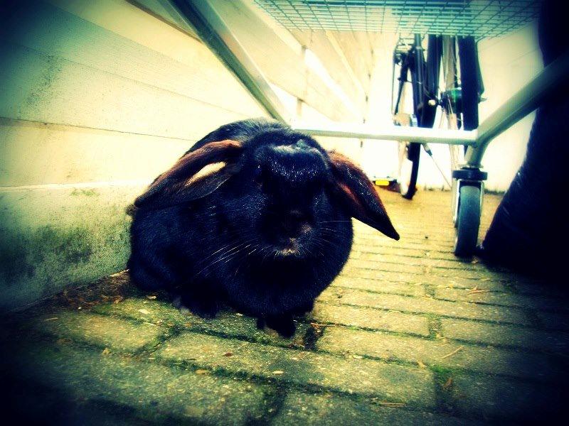 Kanin Angel R.I.P billede 3