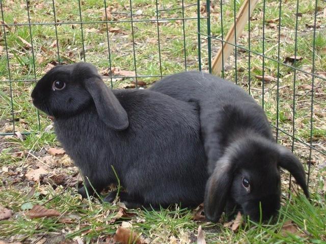 Kanin Angel R.I.P billede 10