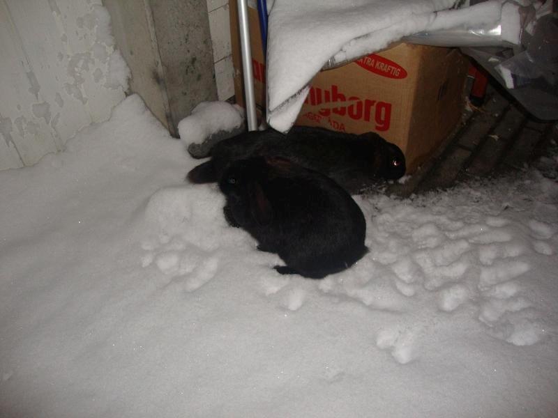 Kanin Angel R.I.P billede 5