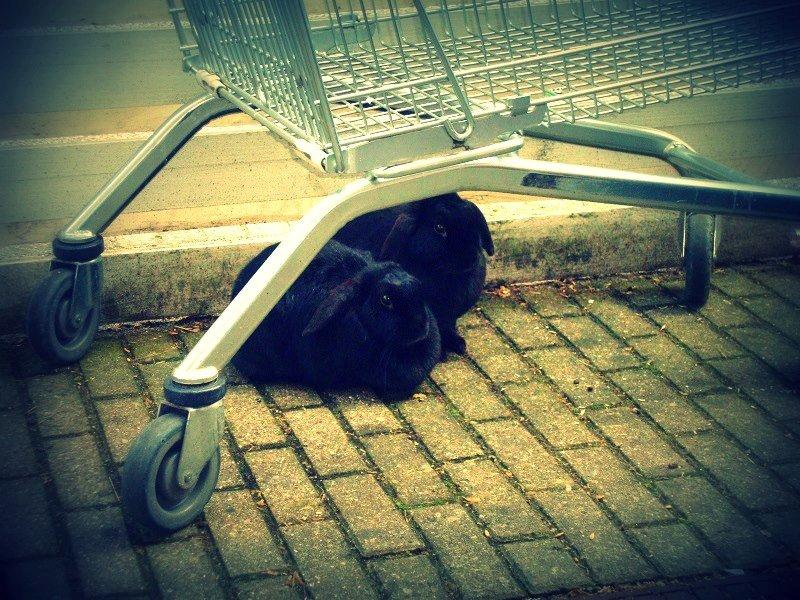 Kanin Angel R.I.P billede 4