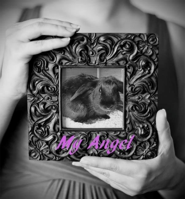 Kanin Angel R.I.P billede 2