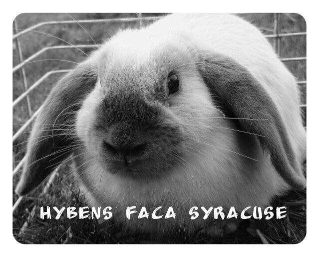 Kanin Hybens FaCa Syracuse "Sara" billede 11