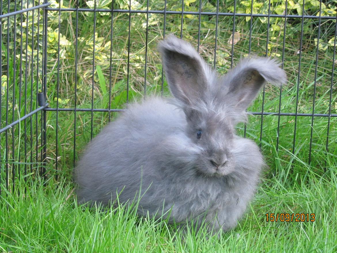 Kanin Naomi <3 (Angora) - Min skønhed med sine store plys øre <3 
15 sep 2013 billede 12