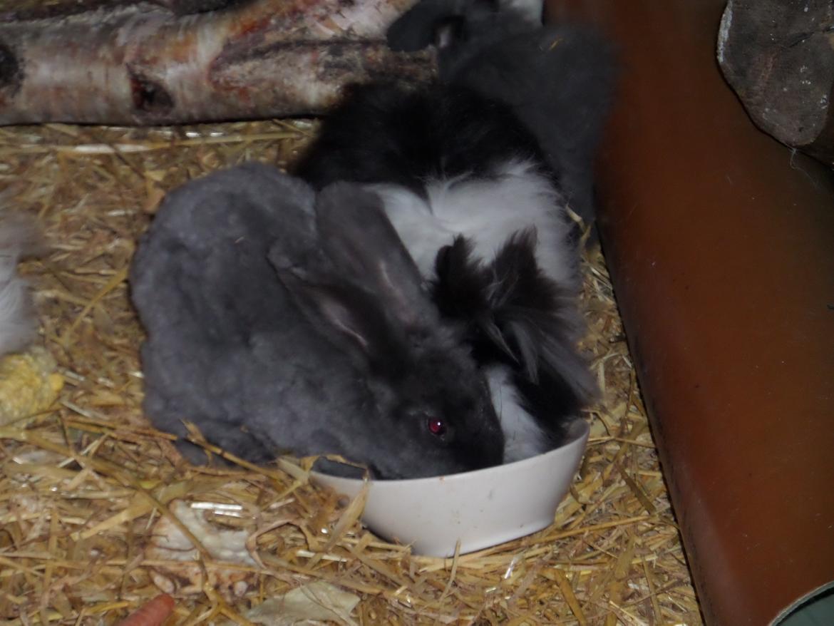 Kanin Naomi <3 (Angora) - Min mad, nej min... 
26 sep 2013 billede 22