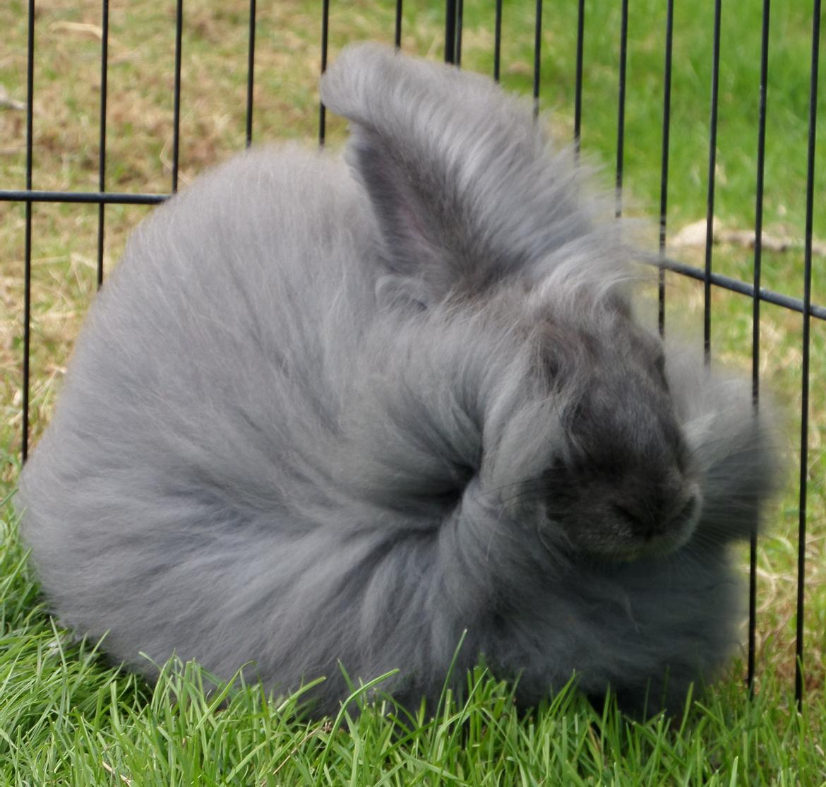 Kanin Naomi <3 (Angora) - 23 sep 2013 billede 24