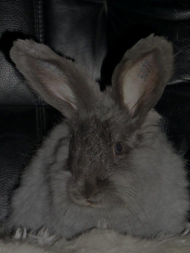 Kanin Naomi <3 (Angora) - Min smukke pige hygger med mig til en god film :D 17 okt 2013 billede 9