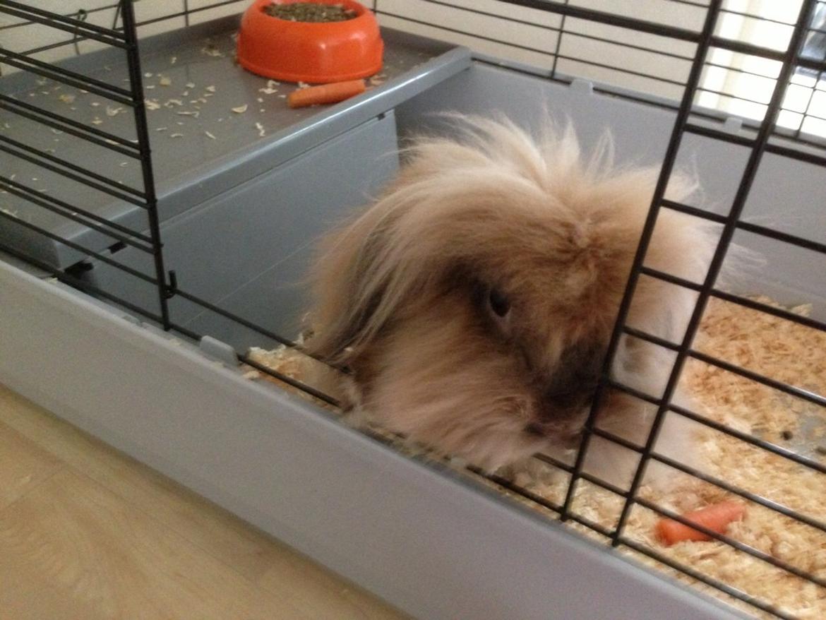 Kanin Simba - Velkommen til Simba's profil billede 1