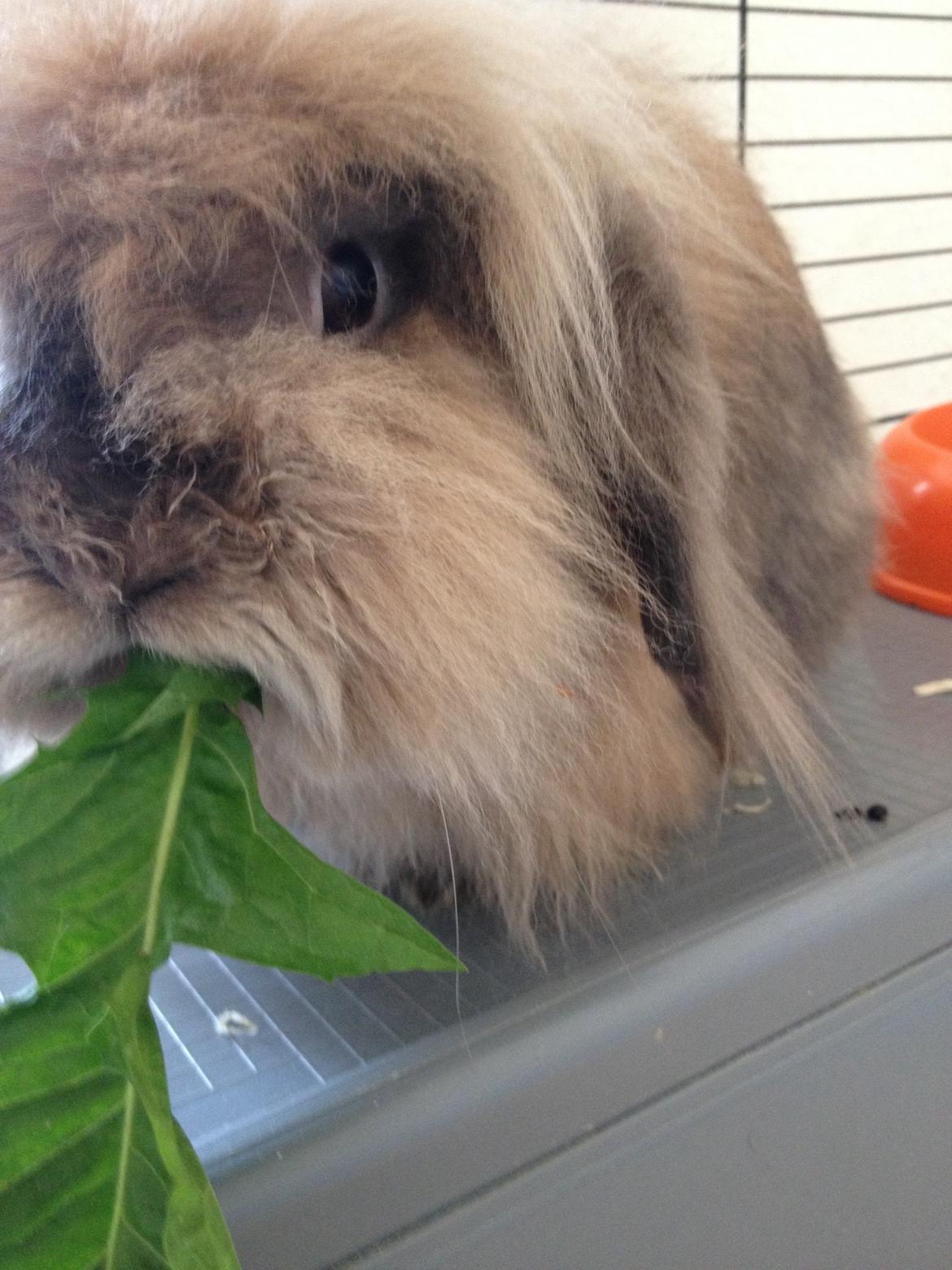 Kanin Simba - nam nam billede 2