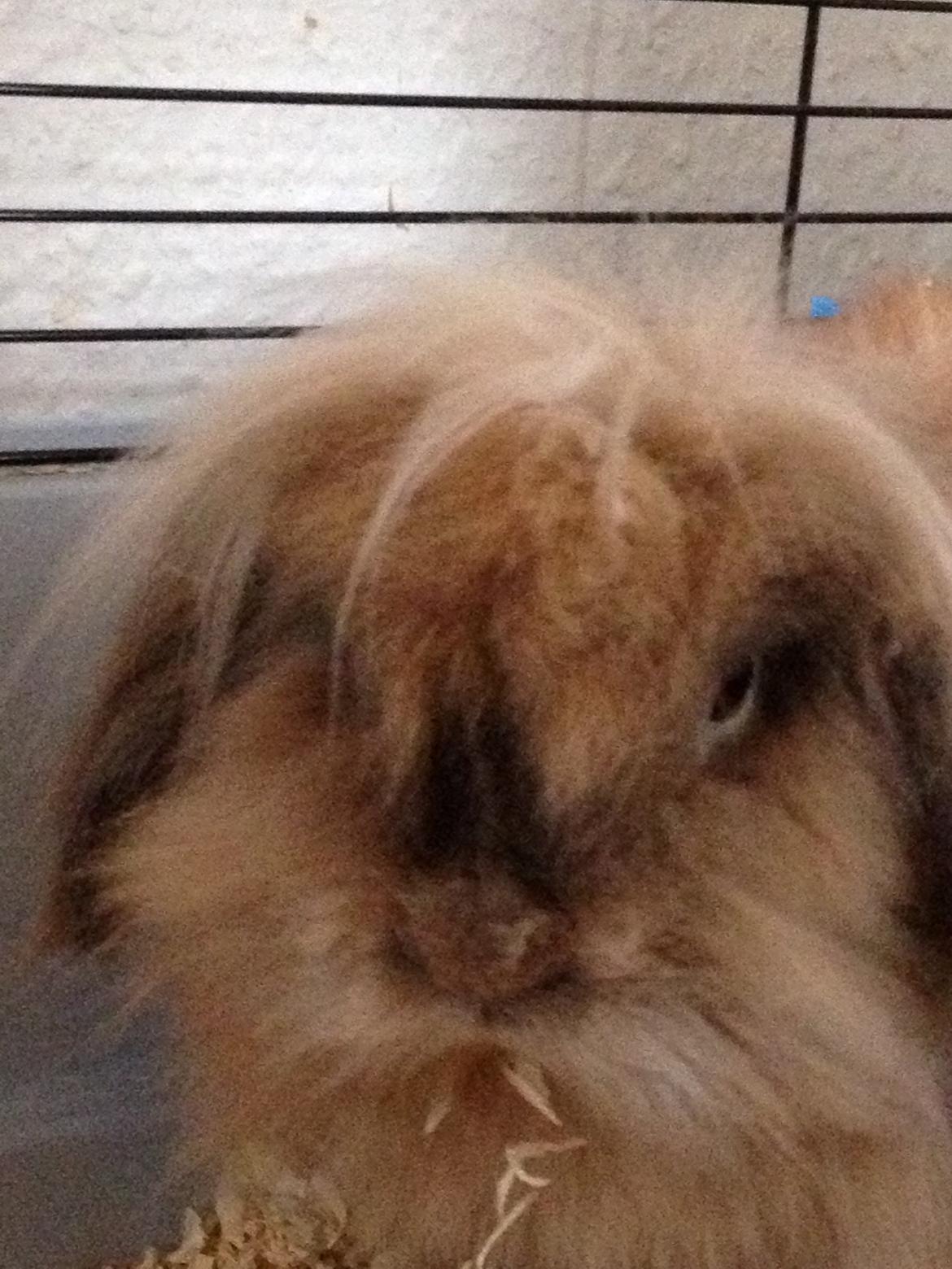 Kanin Simba - smuk sakken<3 billede 3