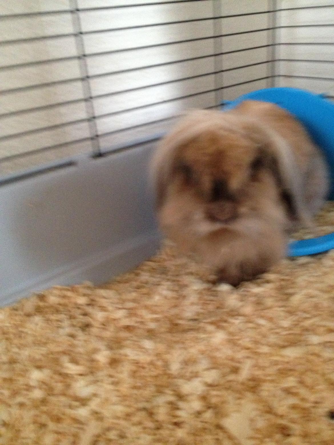 Kanin Simba - i hans bur billede 6