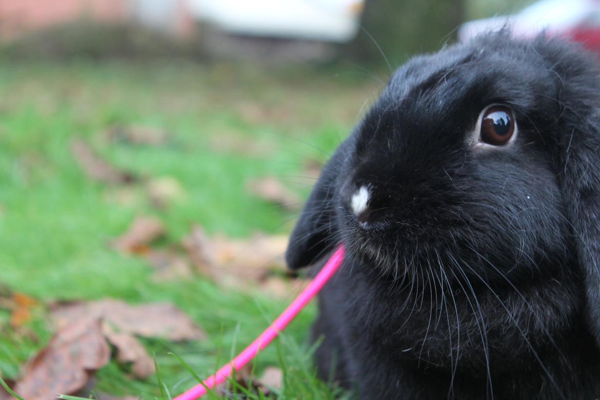 Kanin Wraae's Raiders Of The Lost Ark billede 7