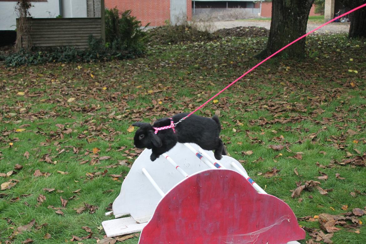 Kanin Wraae's Raiders Of The Lost Ark billede 8