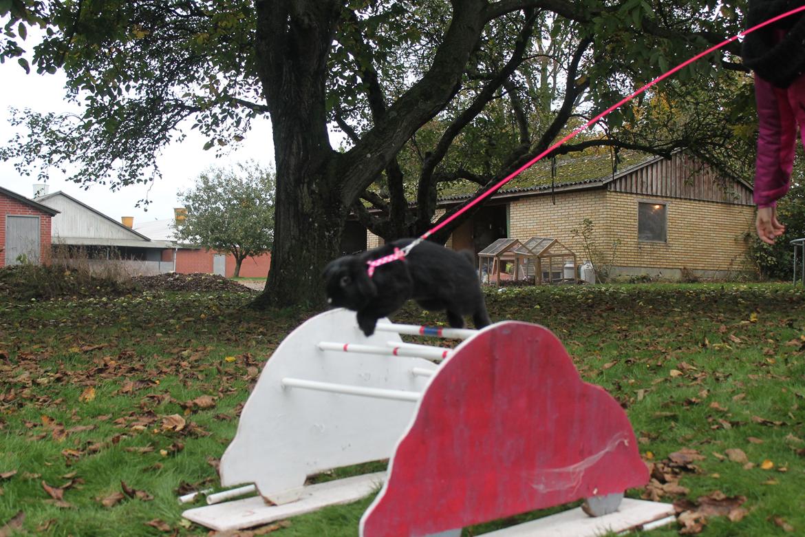 Kanin Wraae's Raiders Of The Lost Ark billede 9