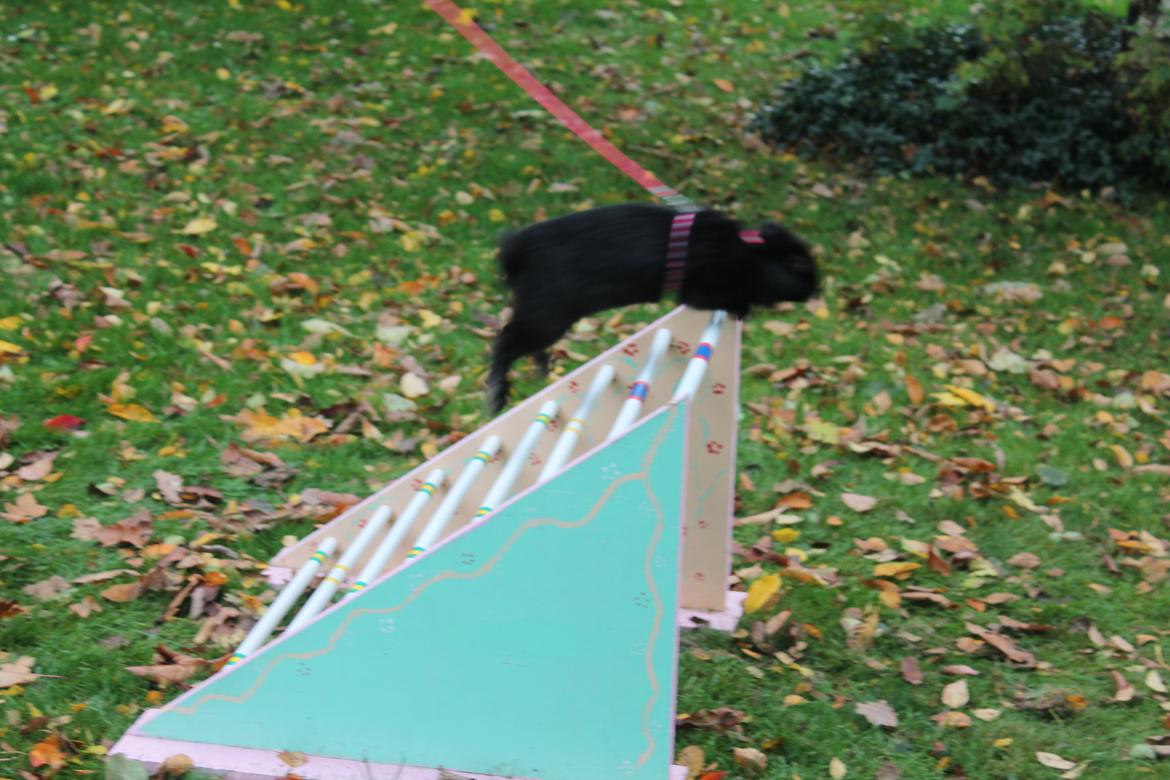 Kanin Wraae's Raiders Of The Lost Ark billede 10