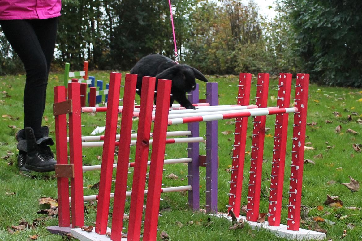 Kanin Wraae's Raiders Of The Lost Ark billede 11