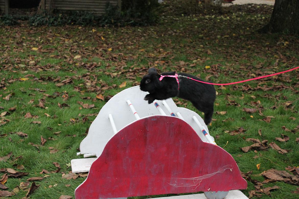 Kanin Wraae's Raiders Of The Lost Ark billede 12