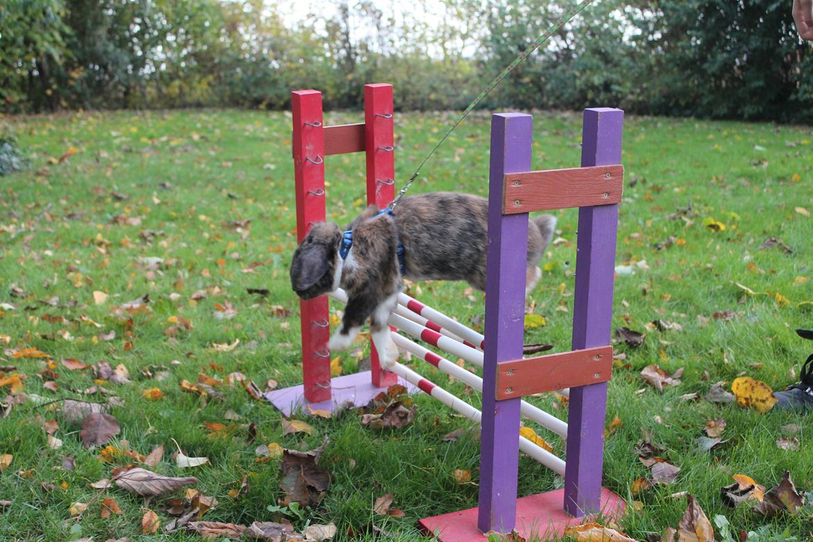 Kanin Golden Memories af Stampegården billede 12