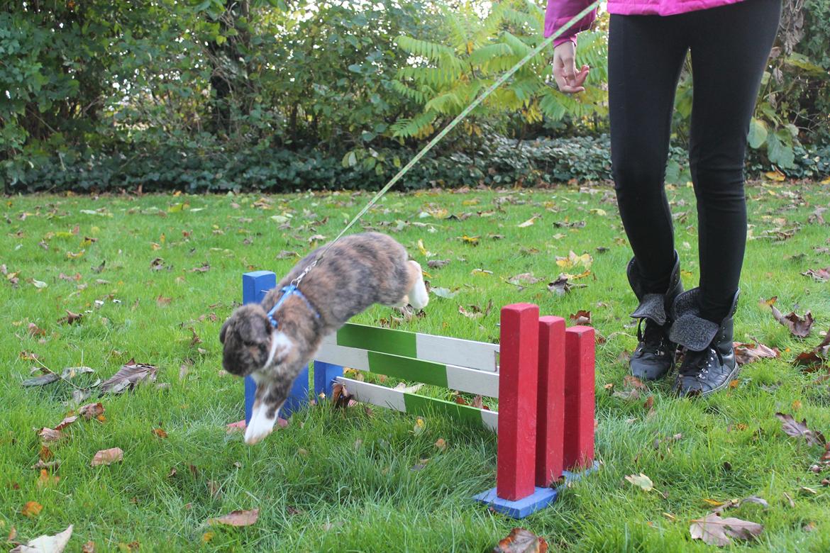 Kanin Golden Memories af Stampegården billede 13