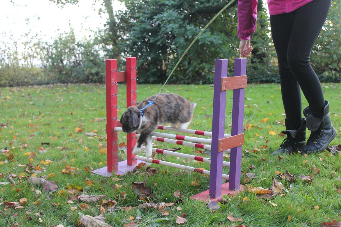Kanin Golden Memories af Stampegården billede 14