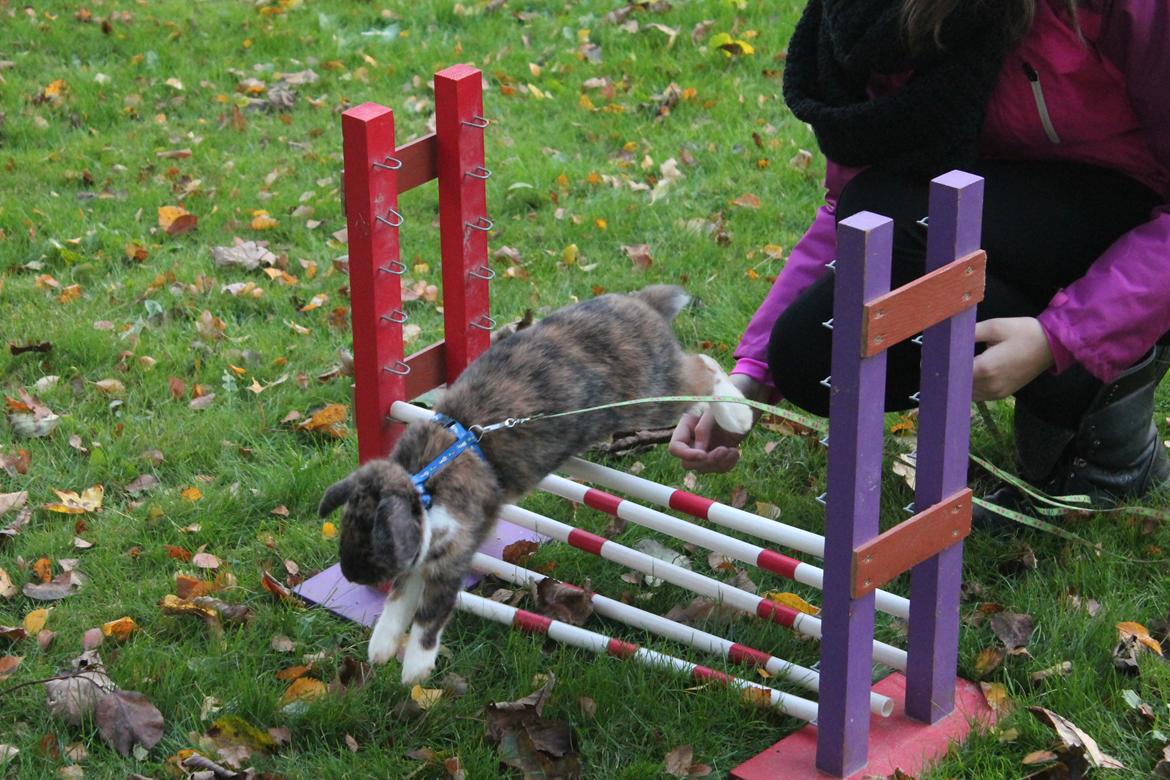 Kanin Golden Memories af Stampegården billede 15