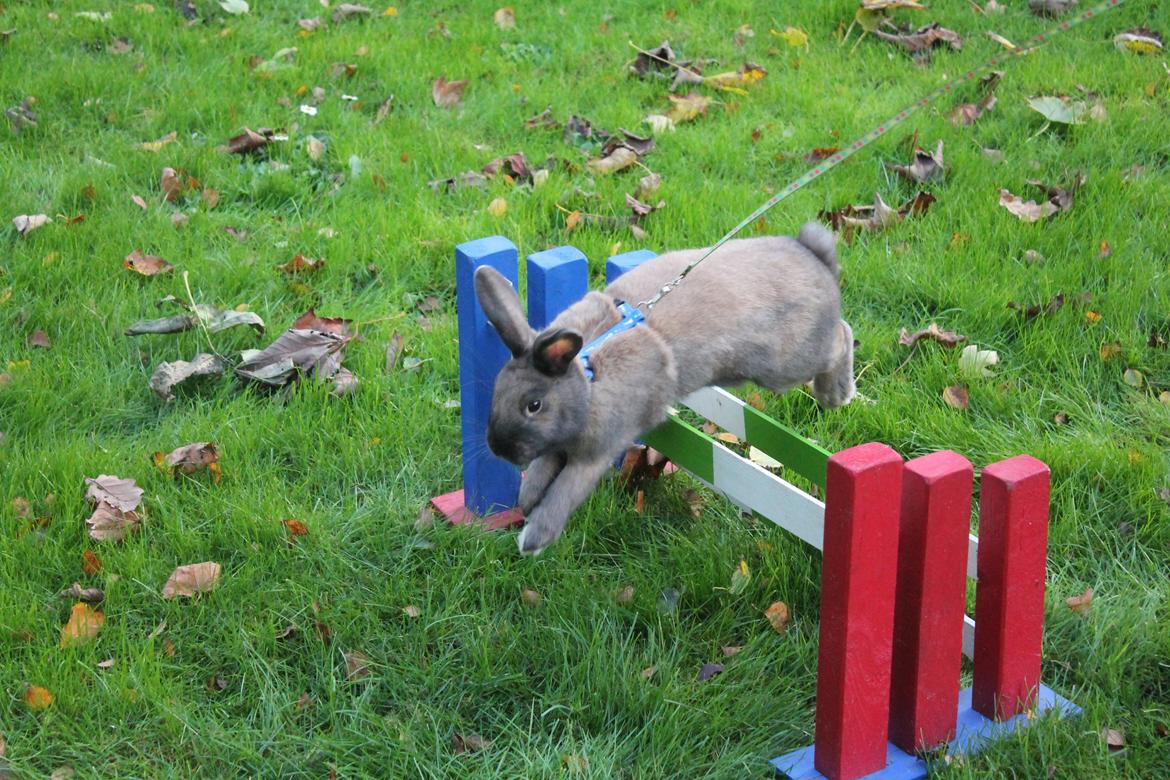 Kanin Sommerly's Sigrid Undset billede 12