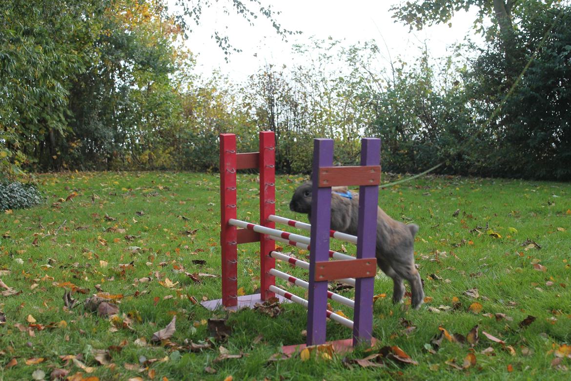 Kanin Sommerly's Sigrid Undset billede 13