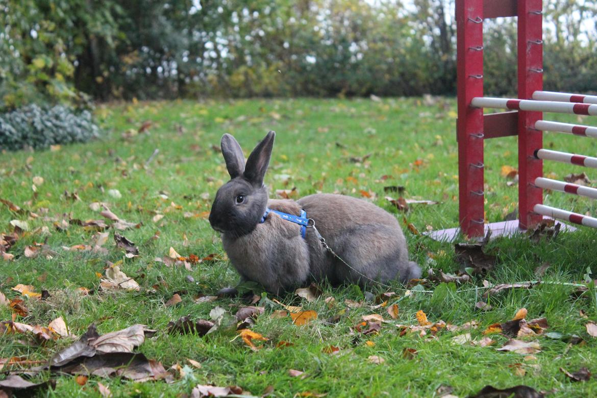 Kanin Sommerly's Sigrid Undset billede 14