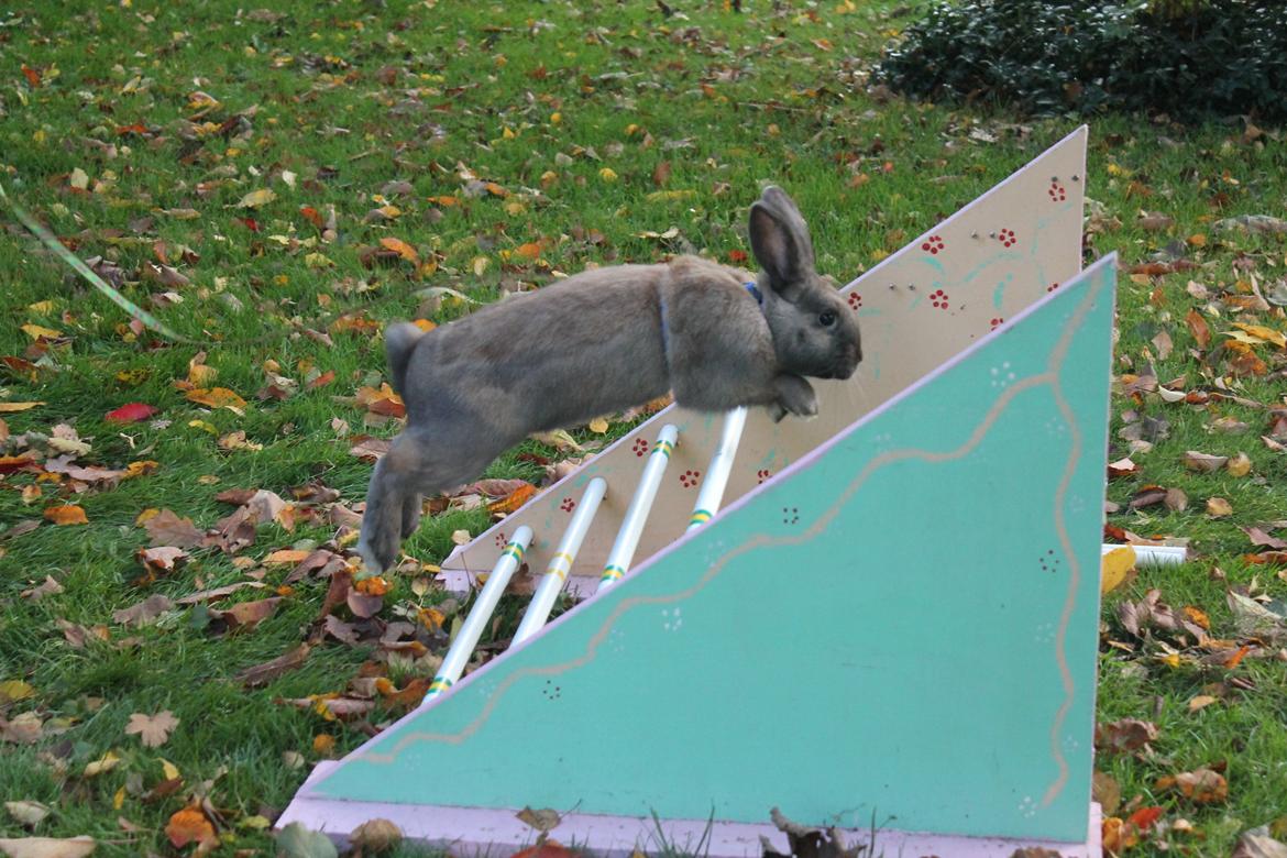 Kanin Sommerly's Sigrid Undset billede 1