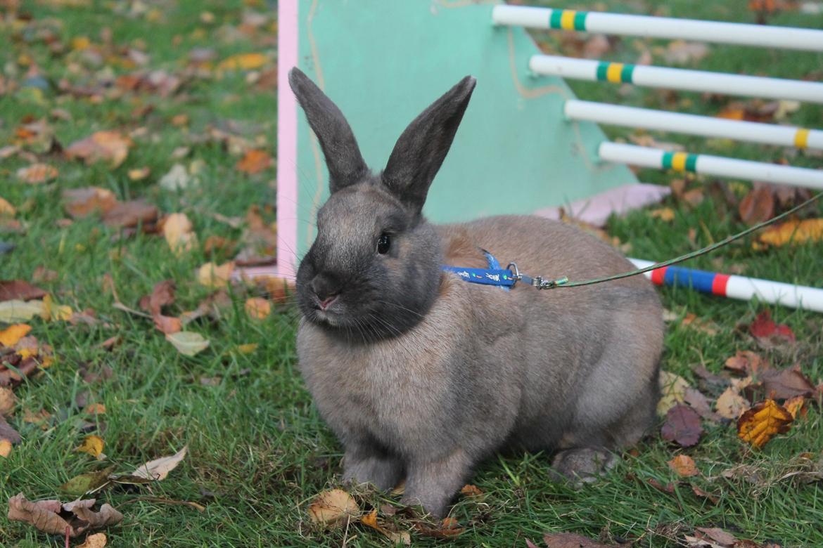 Kanin Sommerly's Sigrid Undset billede 15