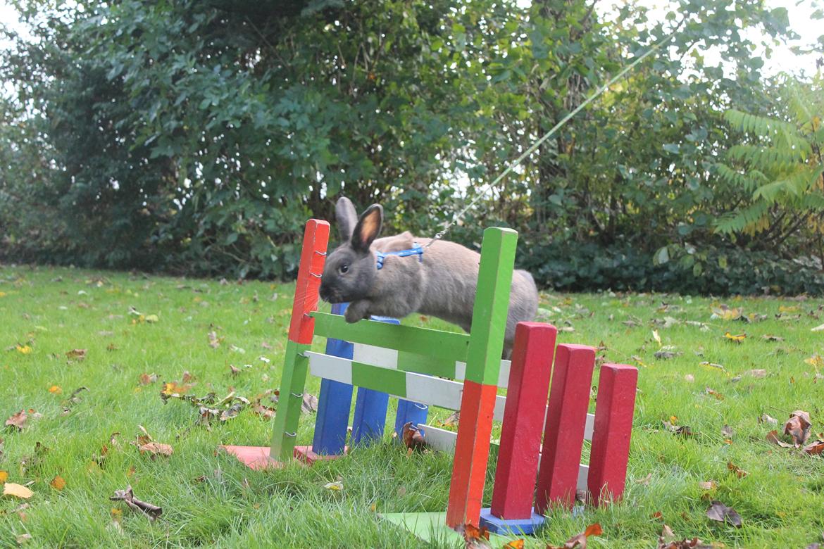 Kanin Sommerly's Sigrid Undset billede 16