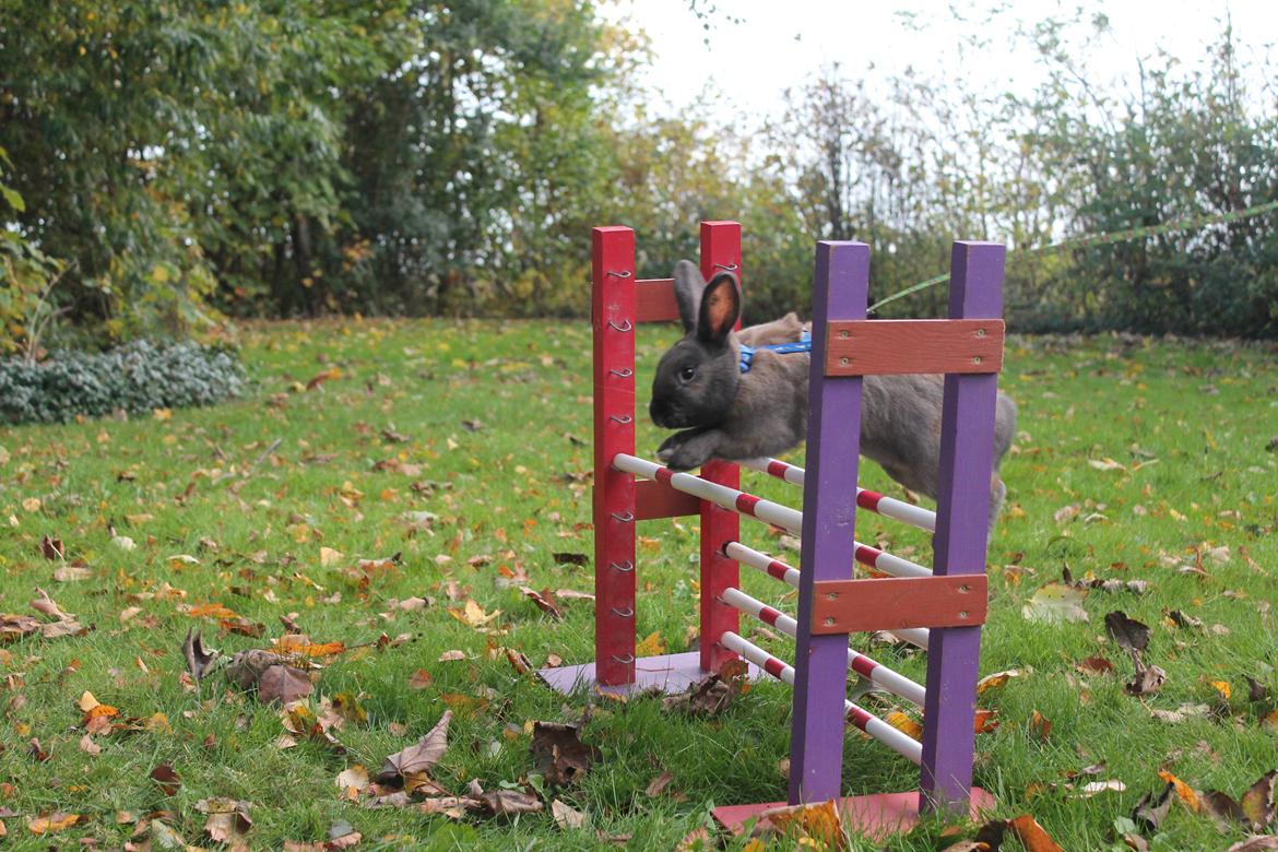 Kanin Sommerly's Sigrid Undset billede 17