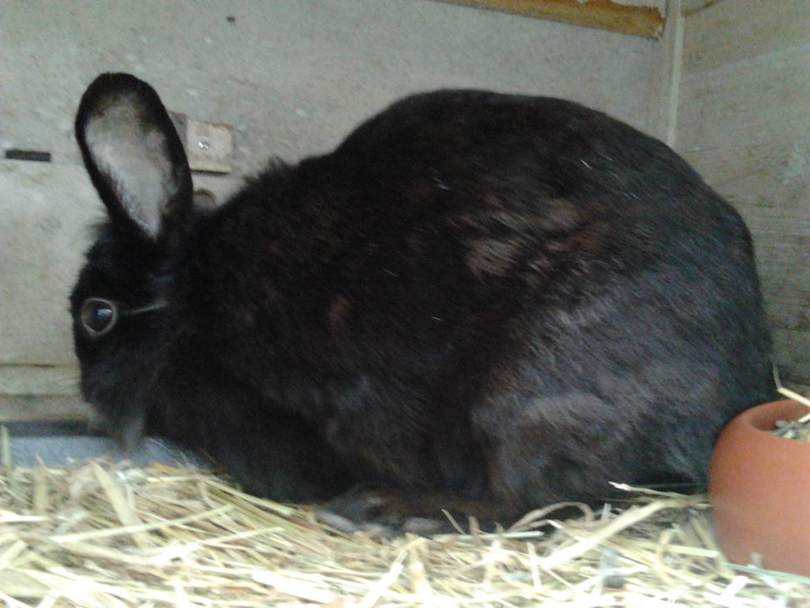 Kanin Nutsi billede 1