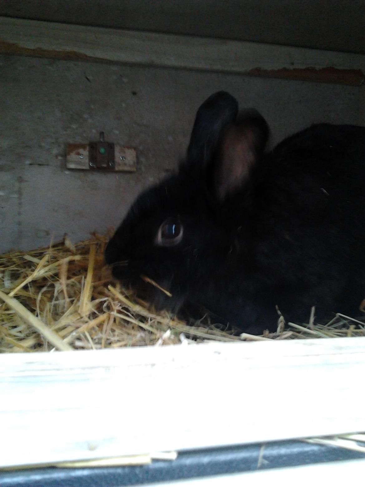 Kanin Nutsi billede 3