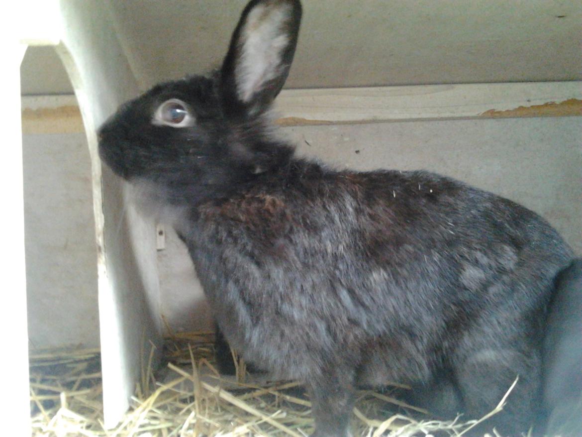 Kanin Nutsi billede 4