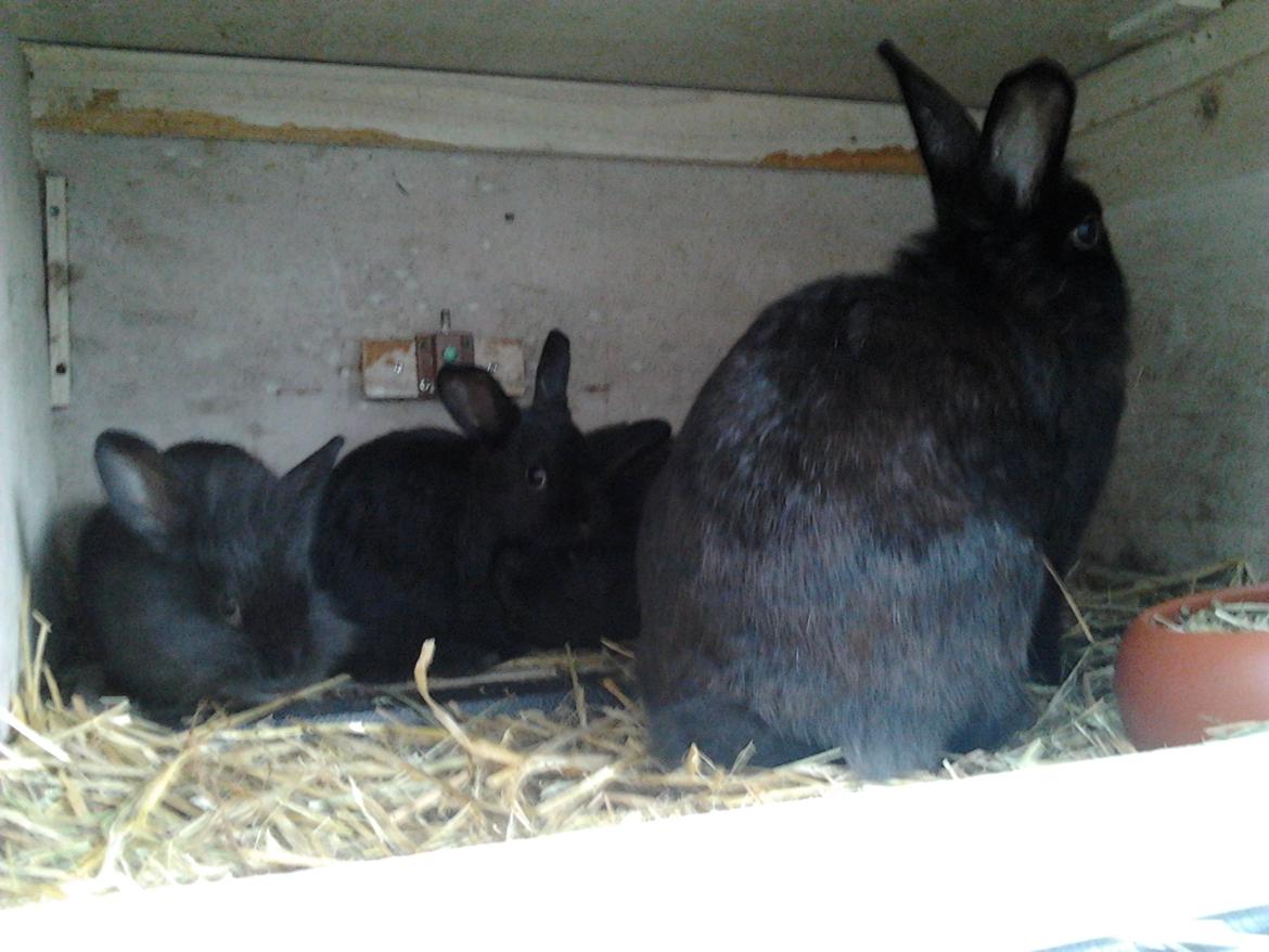 Kanin Nutsi billede 5