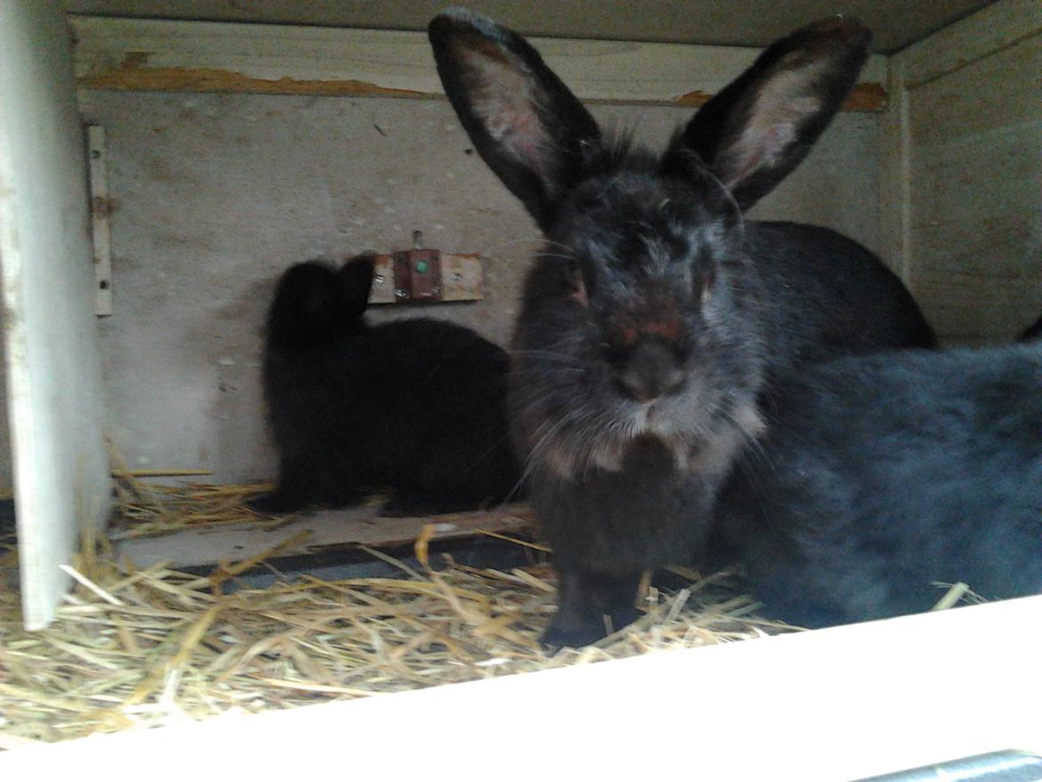 Kanin Nutsi billede 6