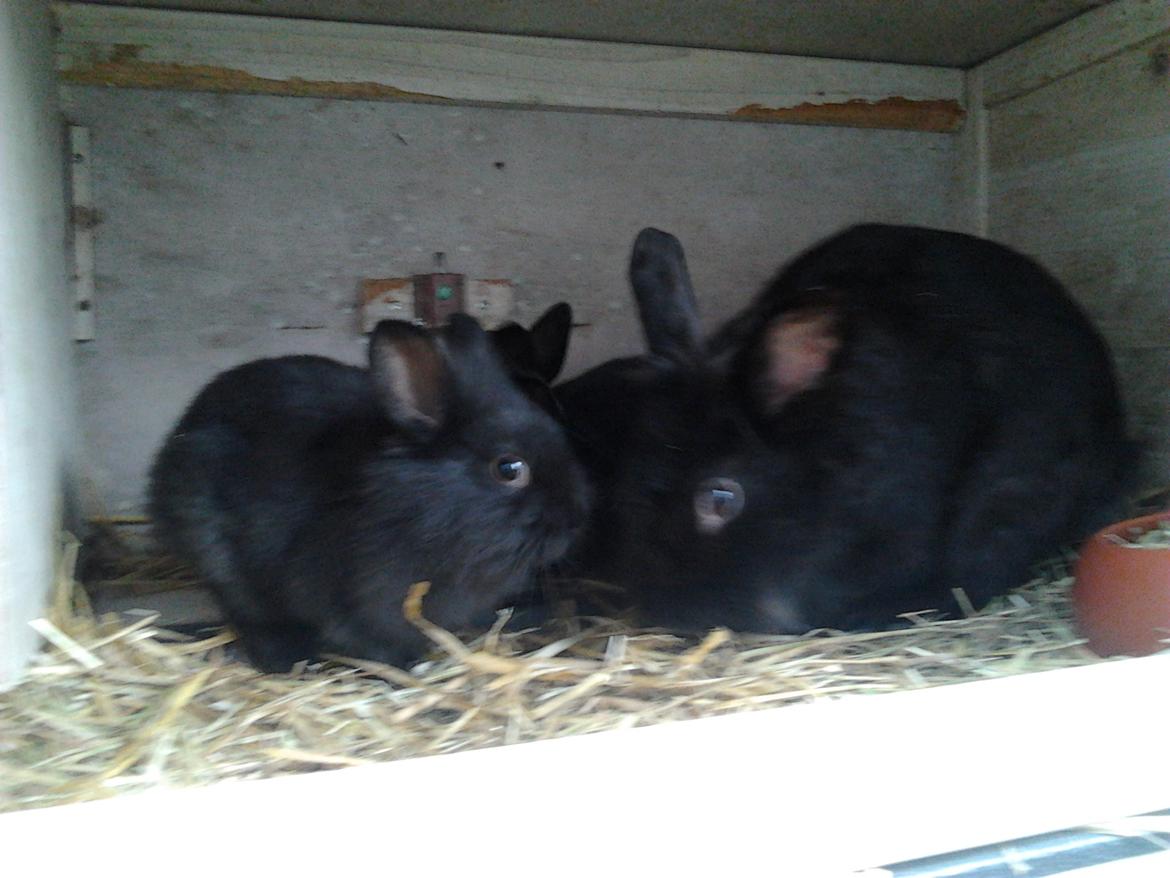 Kanin Nutsi billede 7