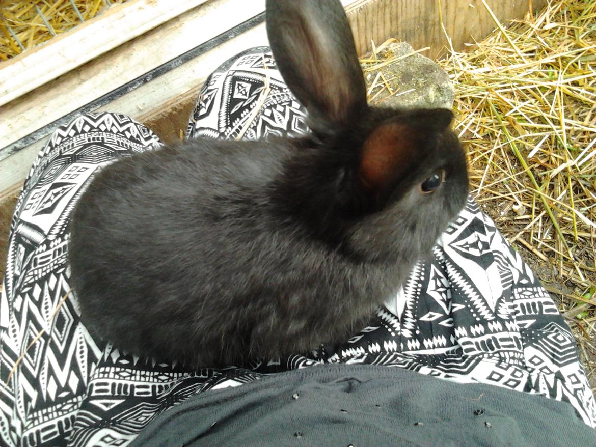 Kanin Batman - min tamme kanin billede 1