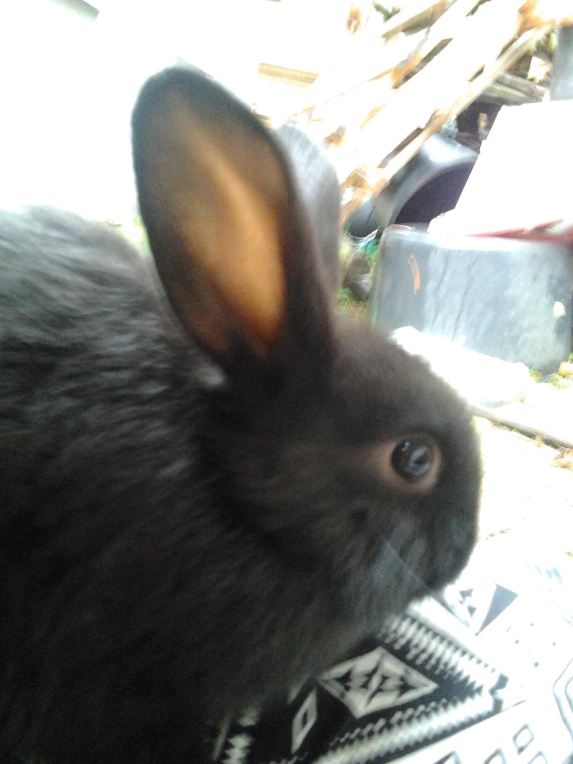 Kanin Batman - nyskarig billede 2