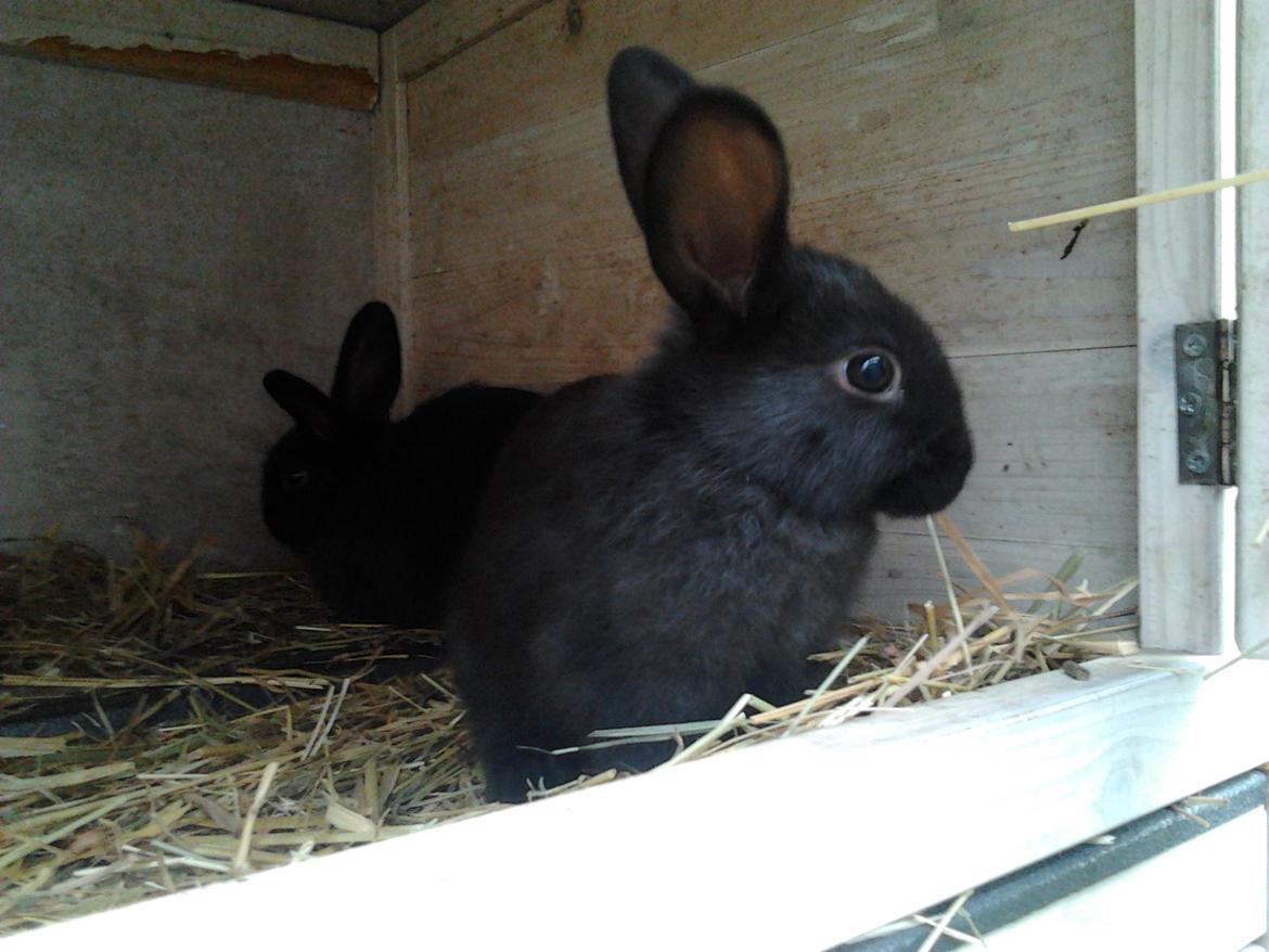 Kanin Batman billede 3