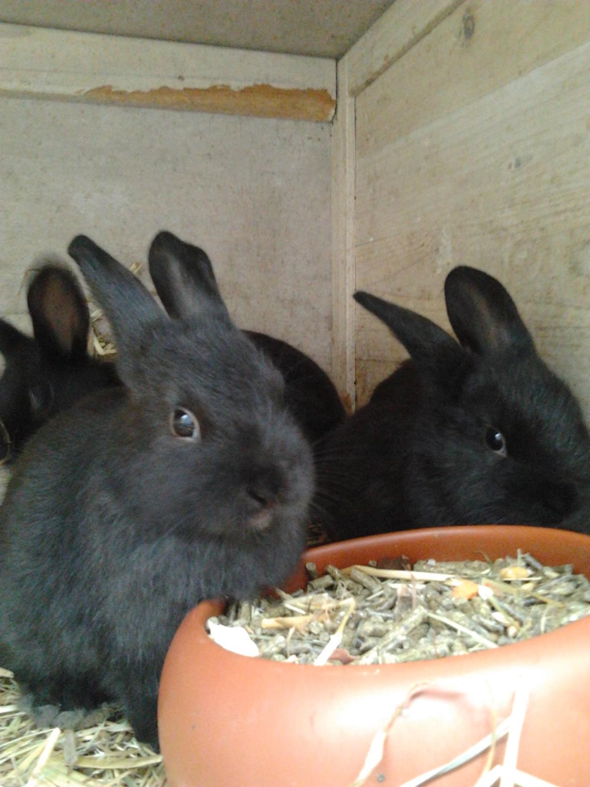 Kanin Batman - vi vil ha mad billede 4