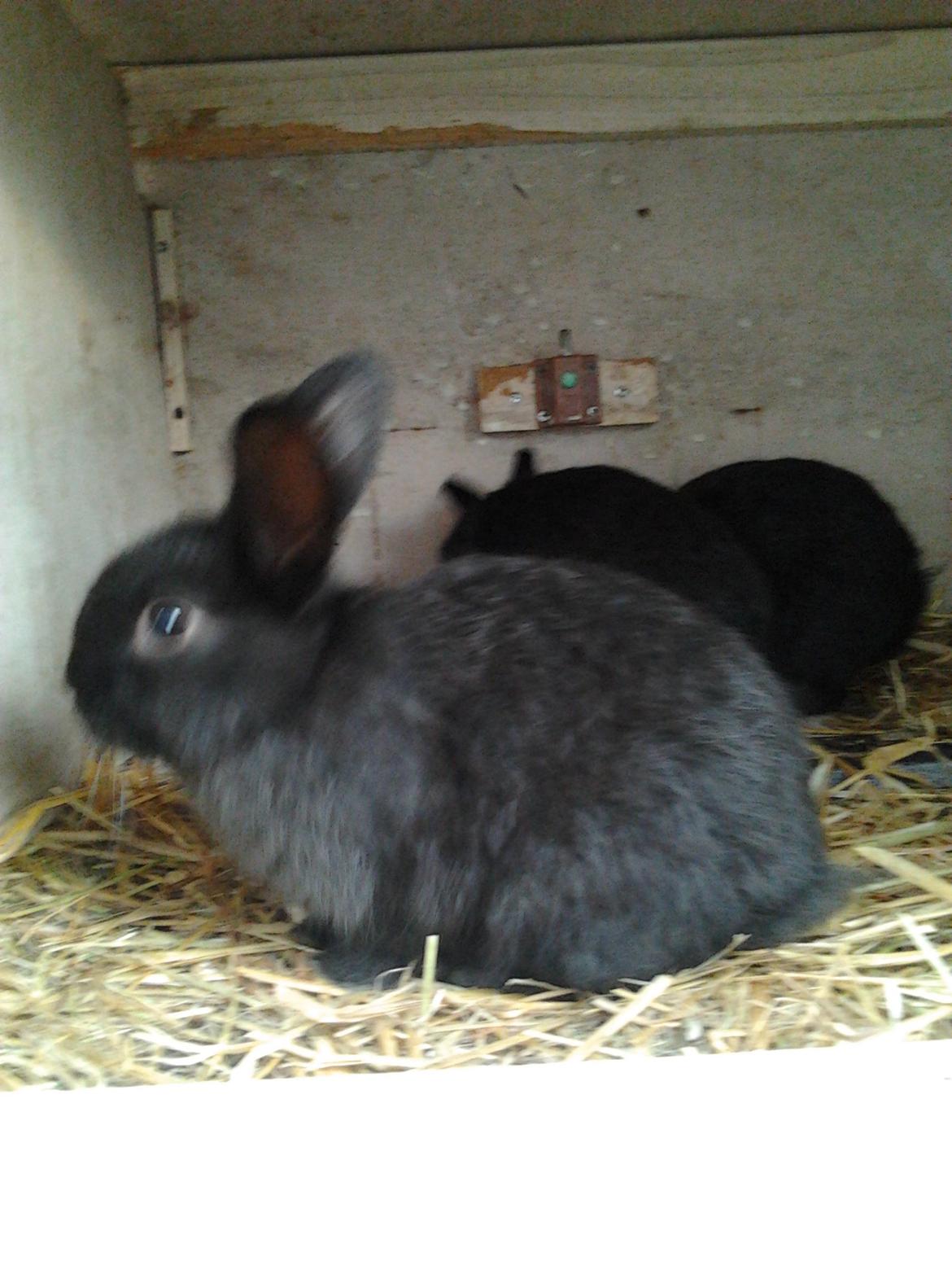 Kanin Batman billede 5