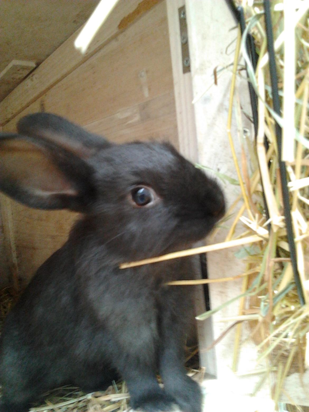 Kanin Batman billede 7