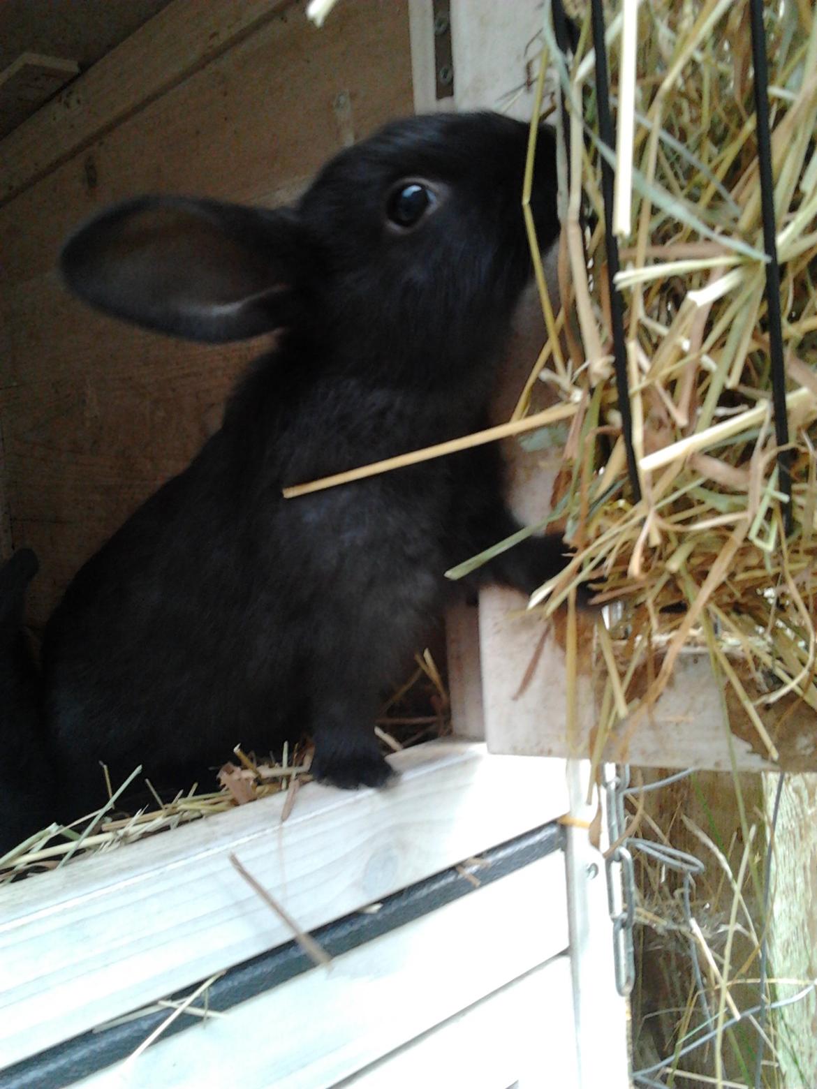 Kanin Batman billede 8