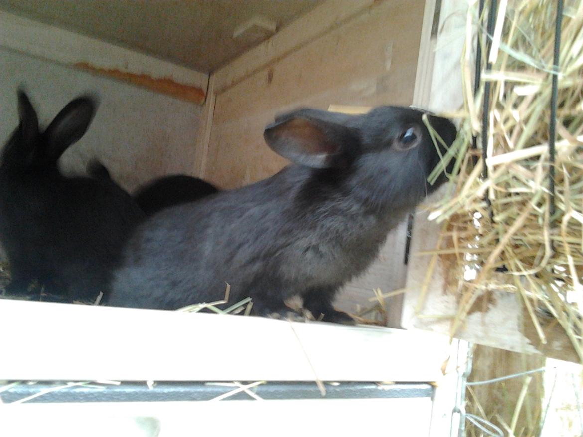 Kanin Batman - mh billede 9