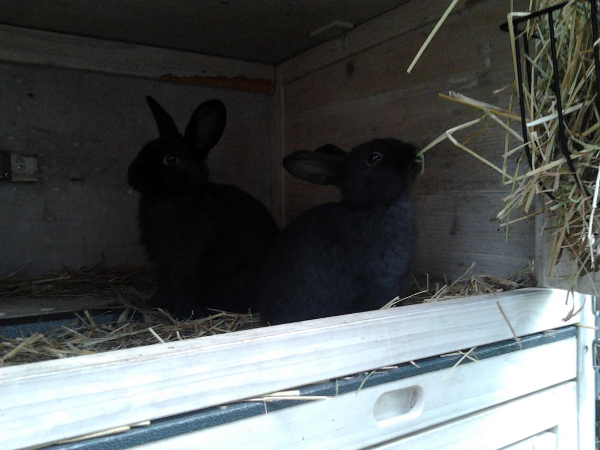 Kanin Batman billede 11