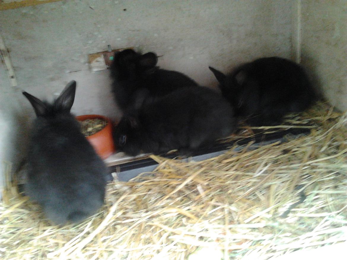 Kanin Batman billede 10