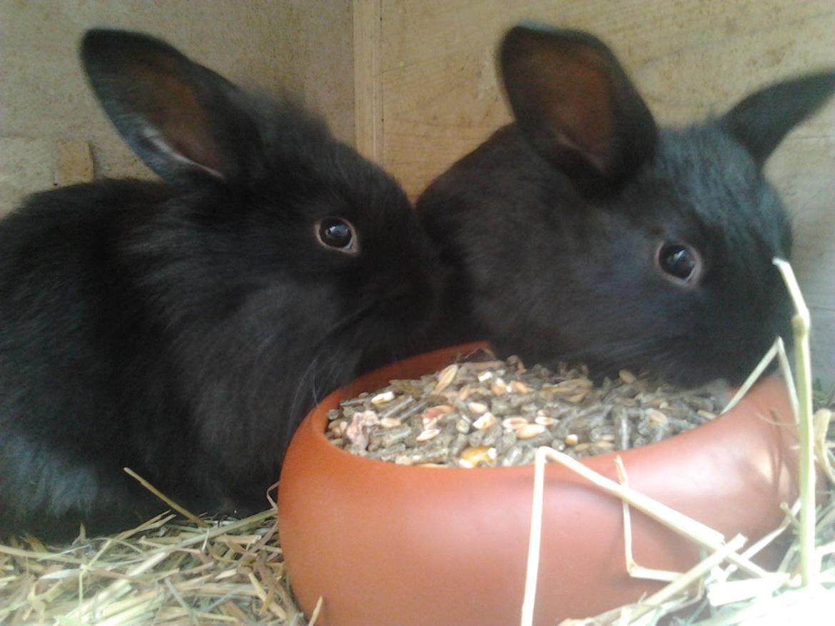 Kanin Batman billede 12